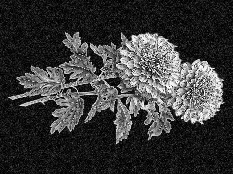 Цветы | Рисунок две хризантемы, ЦВ-011